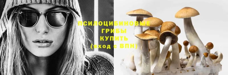 Псилоцибиновые грибы Cubensis  Верхний Уфалей 